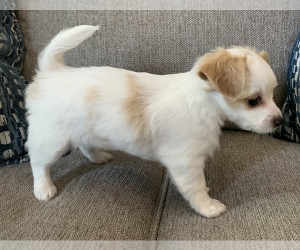 Medium Photo #10 Chiweenie Puppy For Sale in CLOVER, SC, USA