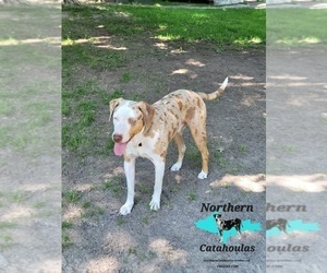 Father of the Catahoula Leopard Dog puppies born on 05/27/2023