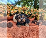 Image preview for Ad Listing. Nickname: Trevor