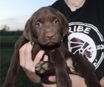 Small Photo #1 Labrador Retriever Puppy For Sale in MANSFIELD, MO, USA