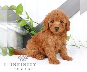 Goldendoodle (Miniature) Puppy for sale in BIRD IN HAND, PA, USA
