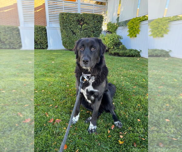 Medium Photo #3 Mutt Puppy For Sale in Salt Lake City, UT, USA