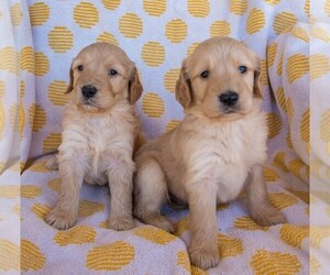 Goldendoodle Puppy for sale in MARICOPA, AZ, USA