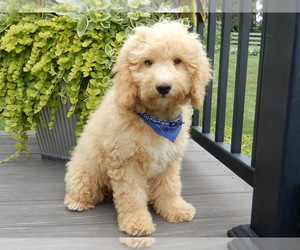 Goldendoodle (Miniature) Puppy for sale in MILLERSBURG, OH, USA