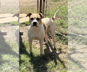 American Pit Bull Terrier-Unknown Mix Dogs for adoption in Jackson, MS, USA