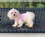 Small Photo #1 Maltese Puppy For Sale in BREA, CA, USA