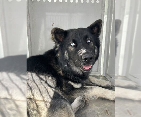 Medium Photo #1 German Shepherd Dog Puppy For Sale in Stockton, CA, USA