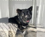 Small German Shepherd Dog
