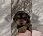 Image preview for Ad Listing. Nickname: Benji