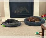 Small #3 Labrador Retriever Mix