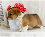 Small Photo #15 Pembroke Welsh Corgi Puppy For Sale in WAKARUSA, IN, USA