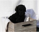 Small Photo #4 Poodle (Standard) Puppy For Sale in LAKE CITY, FL, USA