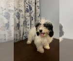 Small #16 Cavapoo-Poodle (Miniature) Mix