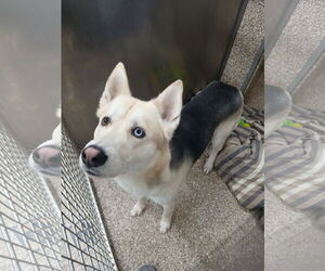 Gerberian Shepsky Dog for Adoption in Martinsburg, West Virginia USA