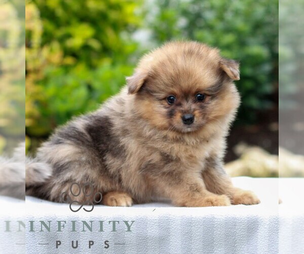 Medium Photo #3 Pomeranian Puppy For Sale in MANHEIM, PA, USA