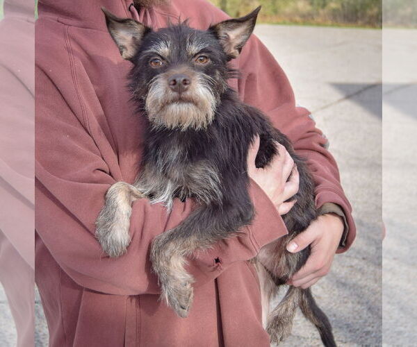 Medium Photo #3 Mutt Puppy For Sale in Huntley, IL, USA