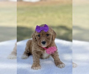 Goldendoodle (Miniature) Puppy for sale in SEBRING, FL, USA
