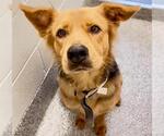 HEIDI - Female Labrador Retriever-Unknown Mix Dog for Adoption - Small photo