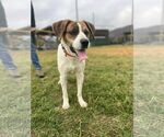 Small #10 Mutt