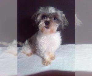 Mother of the Shorkie Tzu puppies born on 04/11/2025