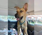 Small Photo #5 Carolina Dog-Unknown Mix Puppy For Sale in Shillington, PA, USA