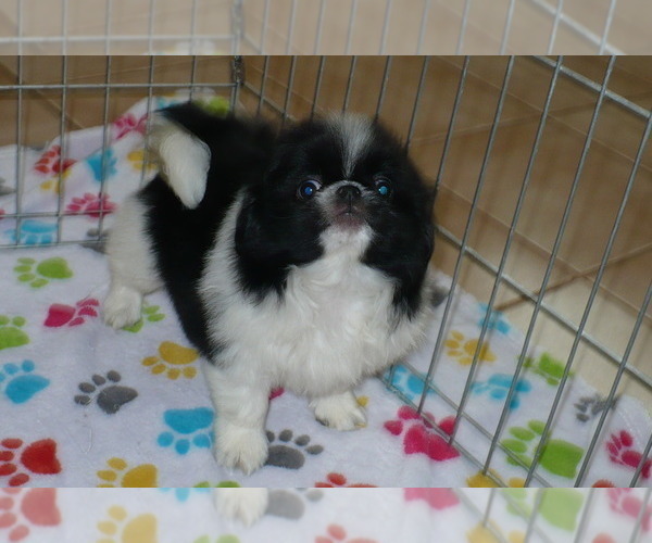 Medium Photo #4 Japanese Chin Puppy For Sale in ORO VALLEY, AZ, USA