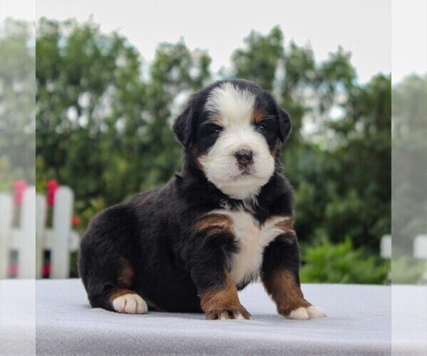 Medium Photo #4 Bernese Mountain Dog Puppy For Sale in NARVON, PA, USA