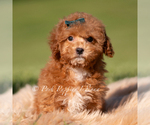 Small Photo #45 Maltipoo (Miniature) Puppy For Sale in WARSAW, IN, USA