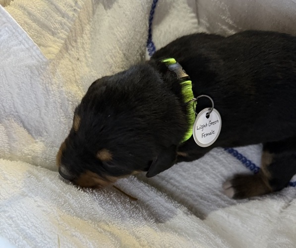 Medium Photo #10 Bernese Mountain Dog-Unknown Mix Puppy For Sale in KIRKSVILLE, MO, USA