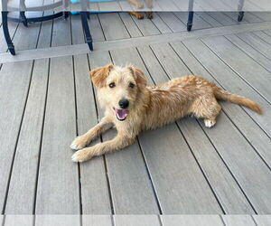 Dachshund-Unknown Mix Dogs for adoption in Brooklyn Center, MN, USA