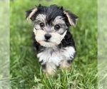 Small #7 Morkie