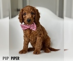 Image preview for Ad Listing. Nickname: Piper