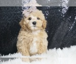 Puppy Fluff F1 Maltipoo