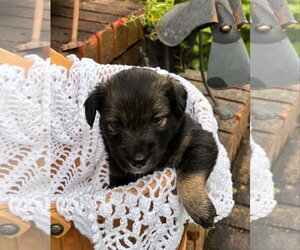 Mutt Dogs for adoption in Royal Palm Beach, FL, USA