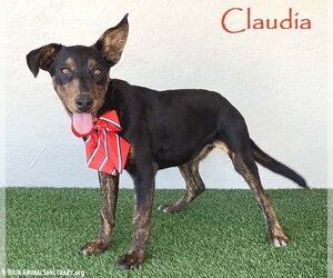 Miniature Pinscher-Unknown Mix Dogs for adoption in San Diego, CA, USA