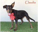 Small Photo #1 Miniature Pinscher-Unknown Mix Puppy For Sale in San Diego, CA, USA