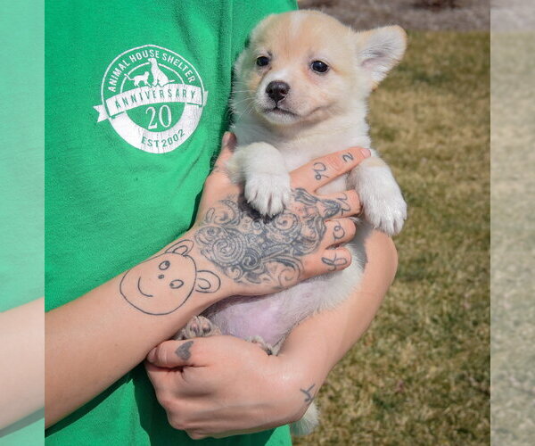 Medium Photo #4 Chihuahua-Unknown Mix Puppy For Sale in Huntley, IL, USA