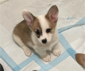 Pembroke Welsh Corgi Puppy for sale in FOLSOM, CA, USA