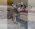 Puppy Hulk French Bulldog