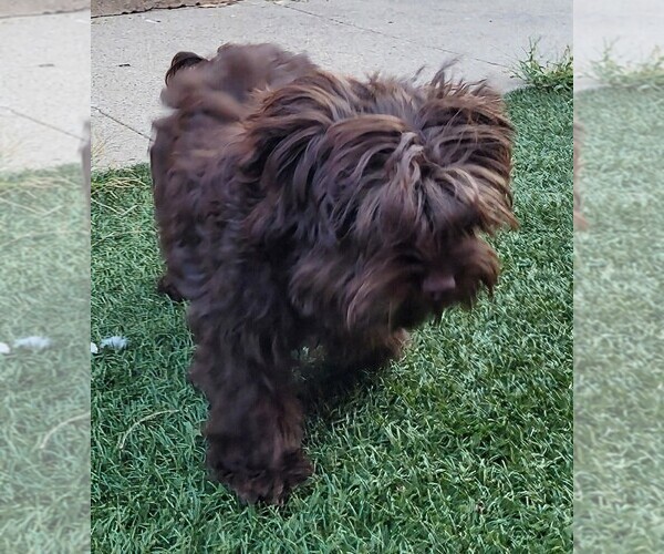 Medium Photo #9 Yorkipoo Puppy For Sale in LAKESIDE, CA, USA