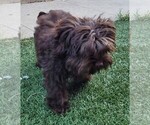 Small #8 Yorkipoo