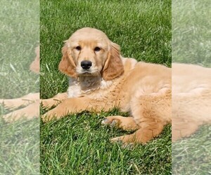 Golden Retriever Puppy for sale in NILES, MI, USA