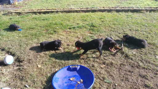 Medium Photo #7 Rottweiler Puppy For Sale in PARKLAND, WA, USA