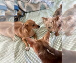 Small Photo #3 Chiweenie Puppy For Sale in Wakefield, RI, USA