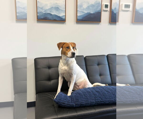 Medium Photo #5 American Foxhound-Unknown Mix Puppy For Sale in Lockport, NY, USA