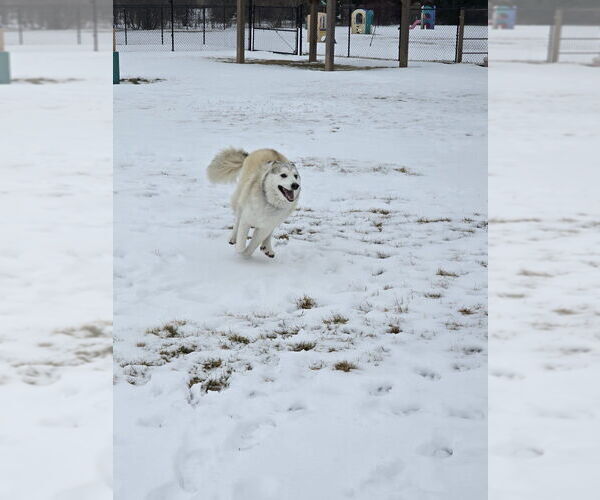 Medium Photo #16 Siberian Husky-Unknown Mix Puppy For Sale in Grafton, WI, USA