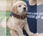 Small #1 Golden Retriever