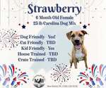 Small Carolina Dog Mix