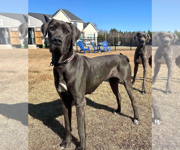 Medium Photo #2 Great Dane Puppy For Sale in Bullard, TX, USA