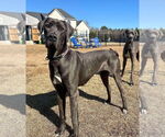 Small #1 Great Dane